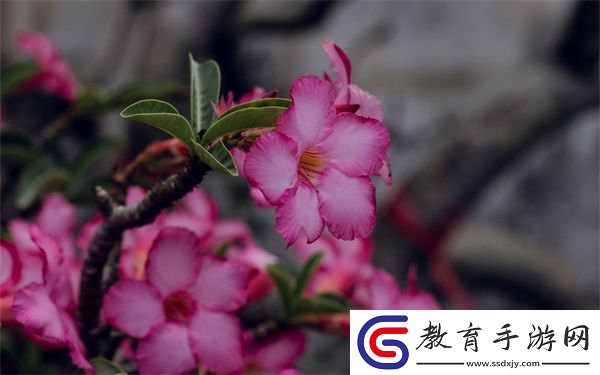 麻花豆傳的最新一期內容是
