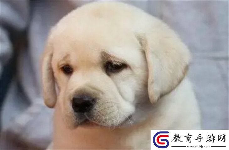 拉布拉多5000元貴嗎