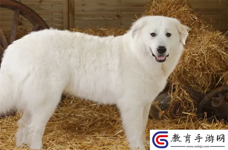 一個月的大白熊犬怎么養