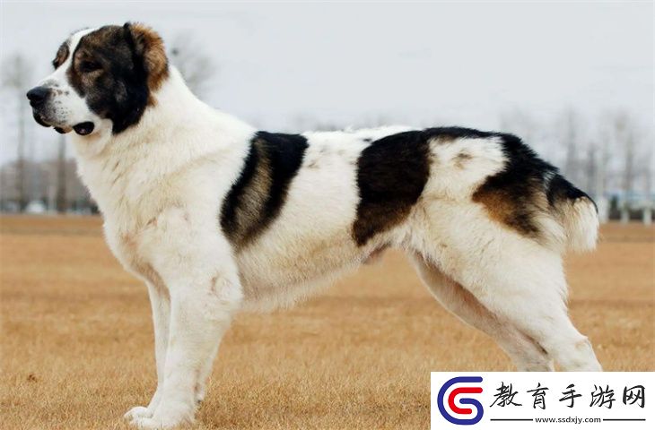 一個月的伯恩山犬怎么養