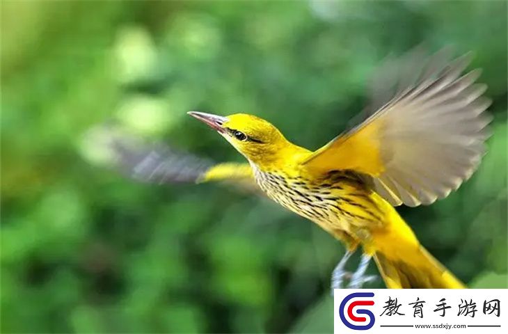 做生意養鳥擋財嗎