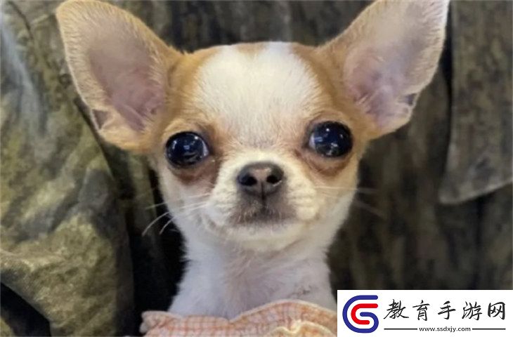 吉娃娃5000元貴嗎