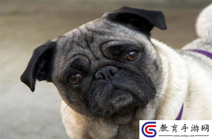 巴哥犬怎么養(yǎng)