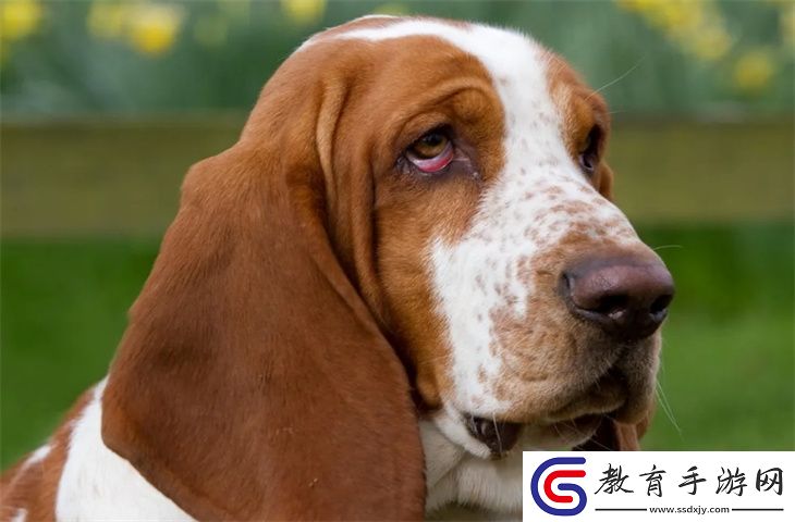 巴吉度怎么養