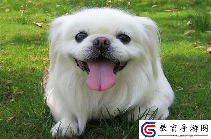 北京犬怎么養