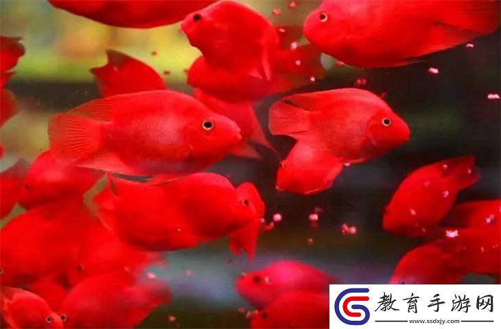 養鸚鵡魚需要準備什么