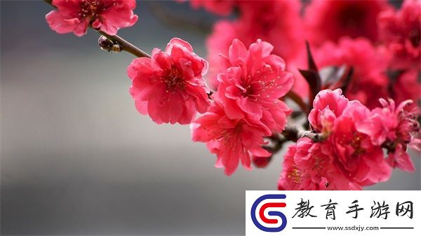 9.1視頻極速版下載安裝