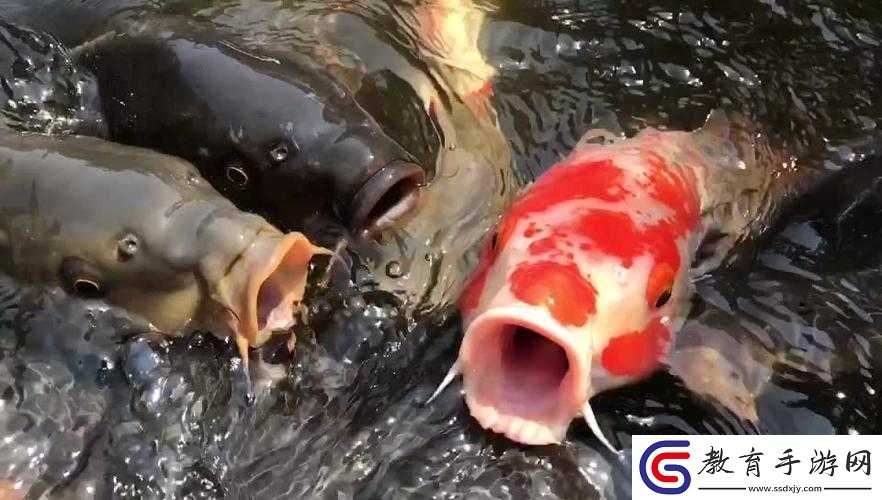 錦鯉吸水姿勢