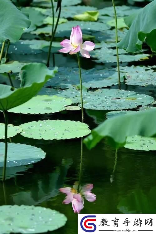“老人船上弄雨荷”幽默對(duì)比版來襲引領(lǐng)時(shí)代潮流！