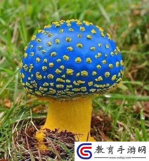 蘑菇mogula