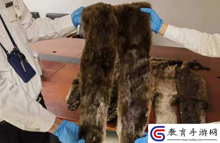 AAAA級(jí)毛皮最火的一句