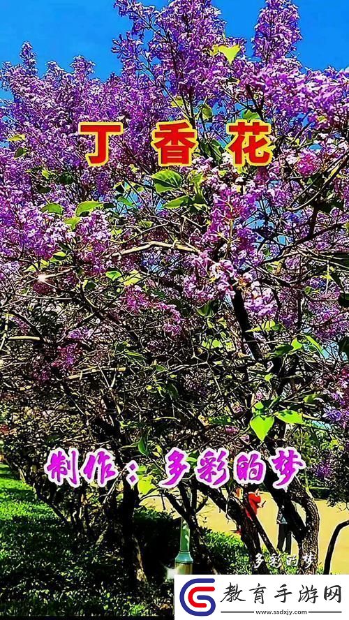 內容豐富丁香花完整視頻在線觀看